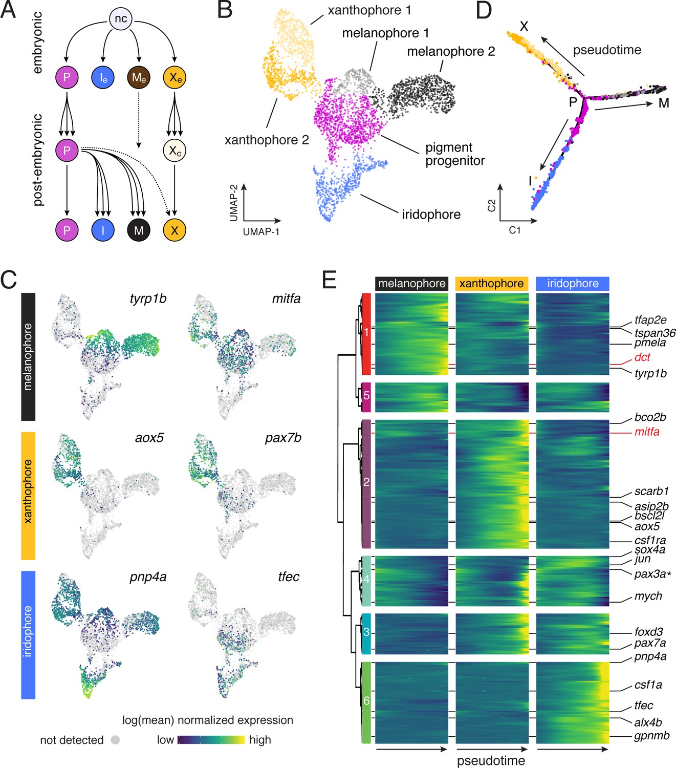 Thyroid hormone regulates distinct paths to maturation in pigment