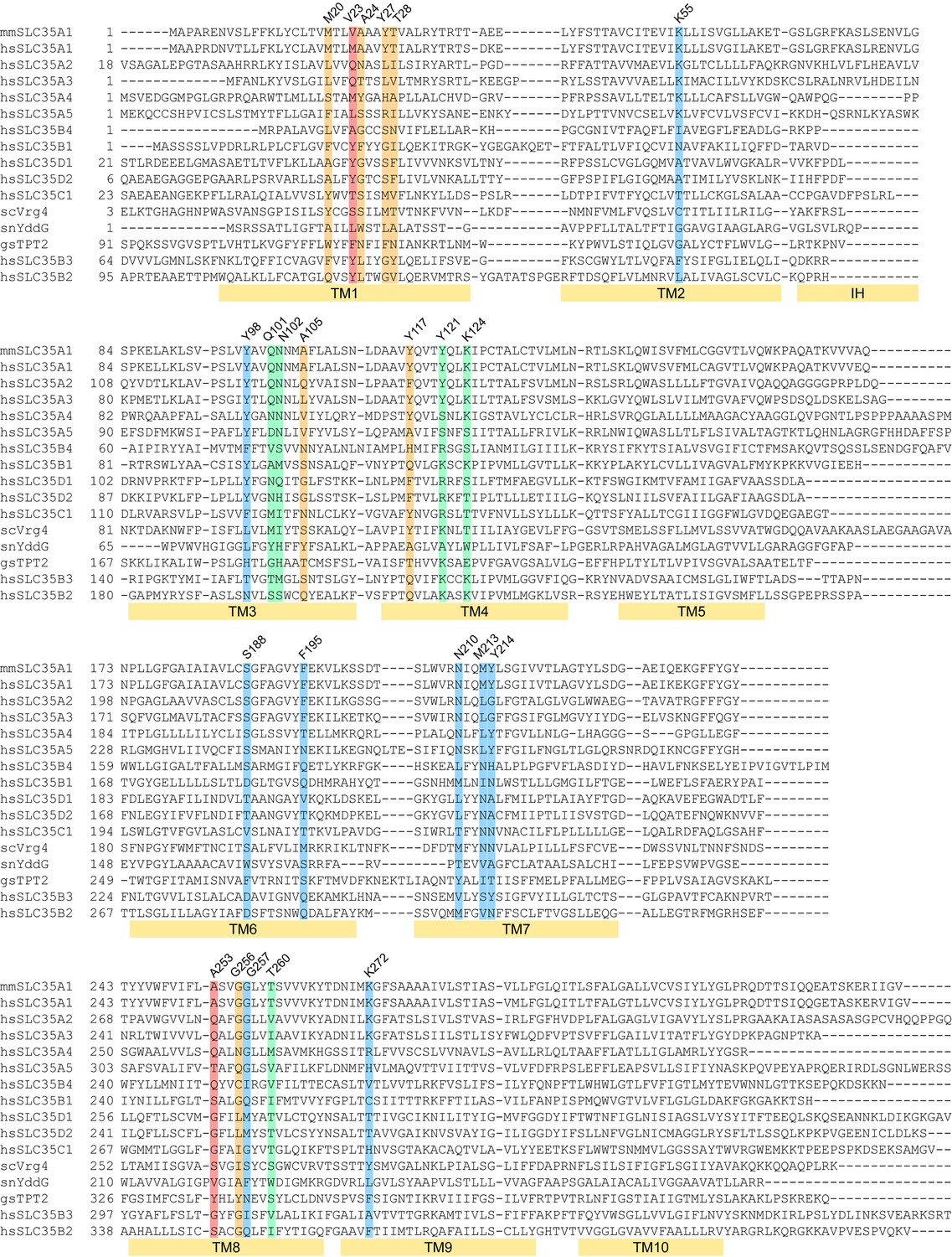 Figures And Data In Structural Basis For Mammalian Nucleotide Sugar ...