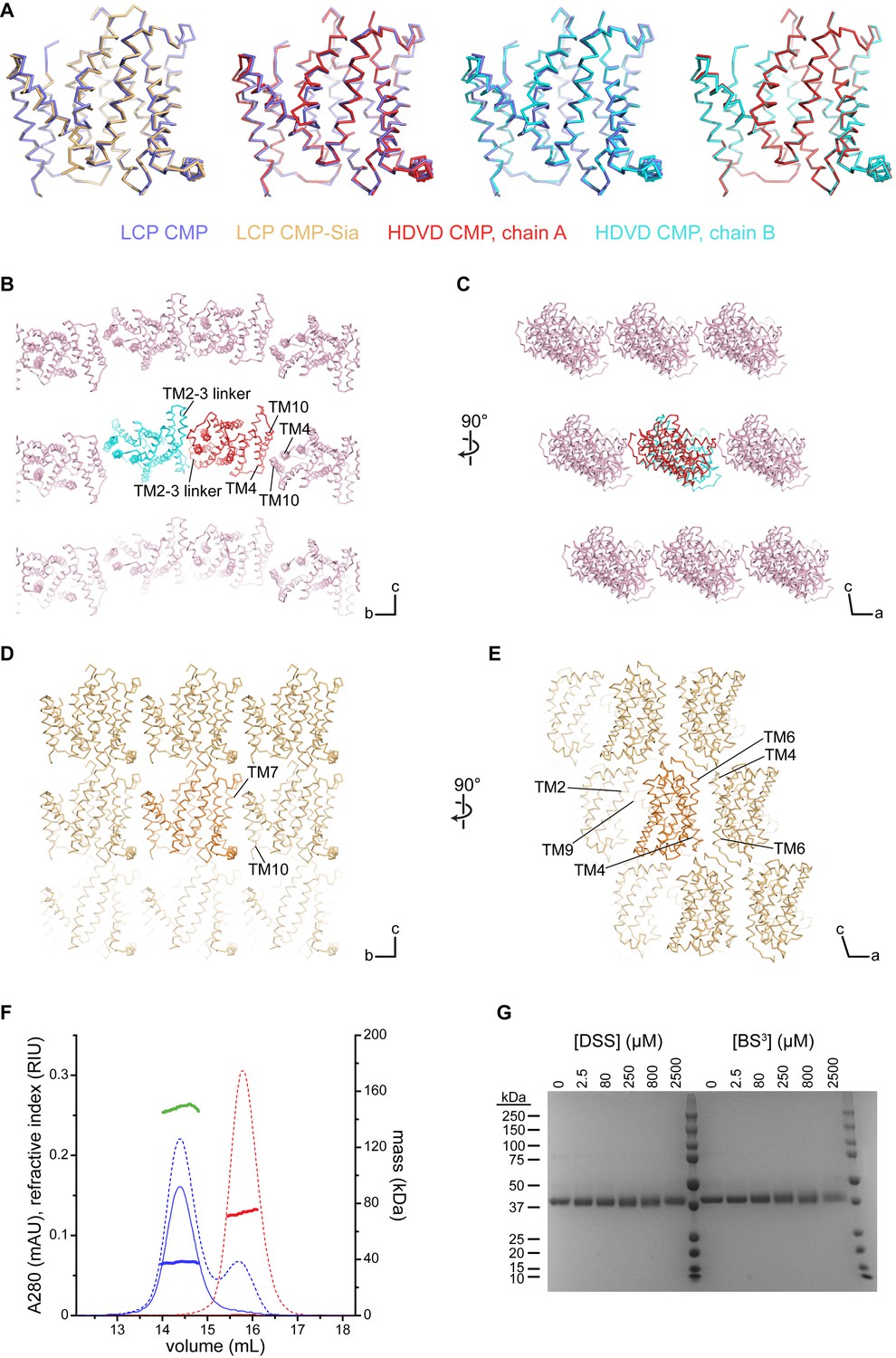 Figures And Data In Structural Basis For Mammalian Nucleotide Sugar ...