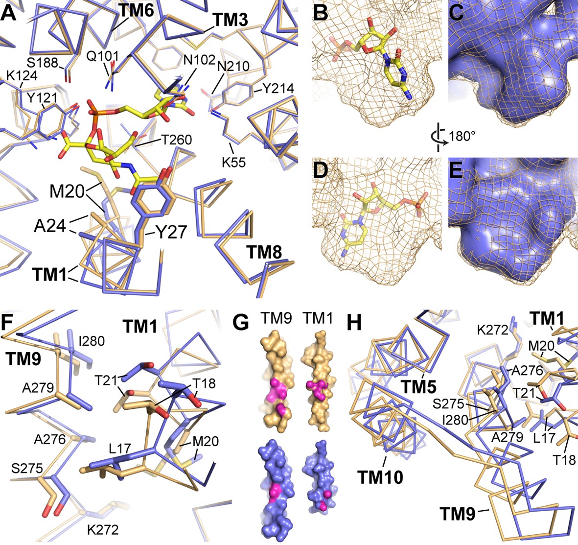 Figures And Data In Structural Basis For Mammalian Nucleotide Sugar ...