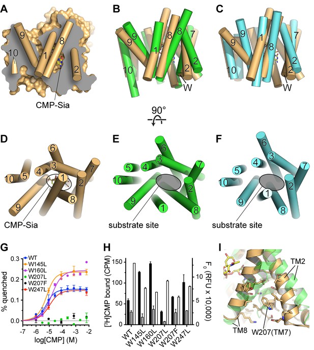 Figures And Data In Structural Basis For Mammalian Nucleotide Sugar ...