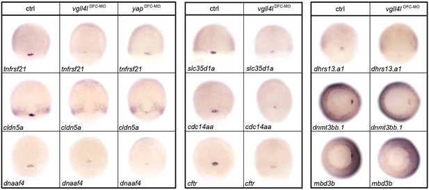 Figures and data in TEADs, Yap, Taz, Vgll4s transcription factors ...