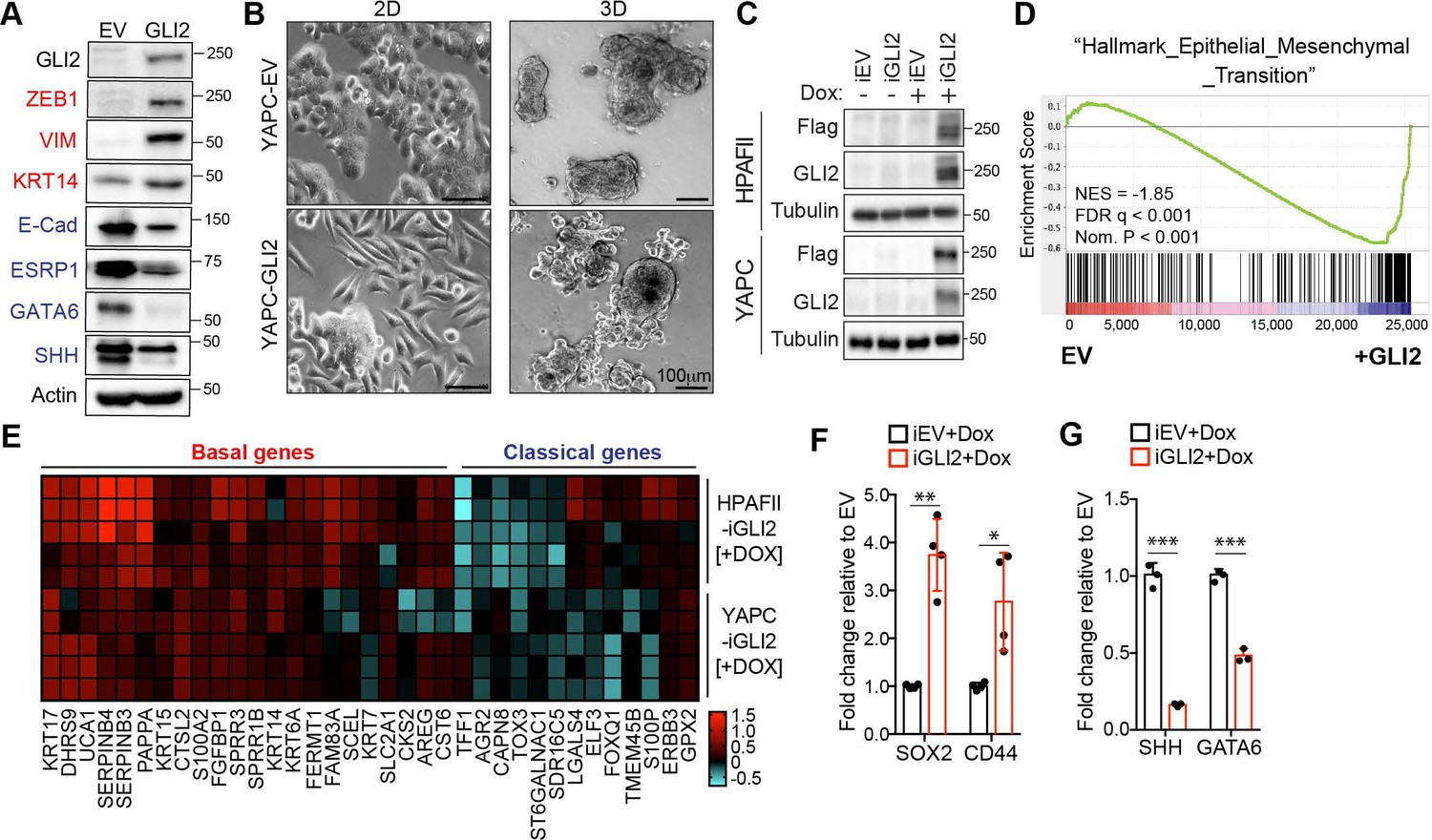 Transcriptional Control Of Subtype Switching Ensures Adaptation And