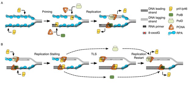 The interplay at the replisome mitigates the impact of oxidative damage ...