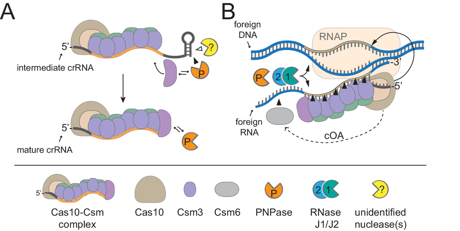 Jumbophage PCH45 evades type I, but not type III, CRISPR-Cas immunity.
