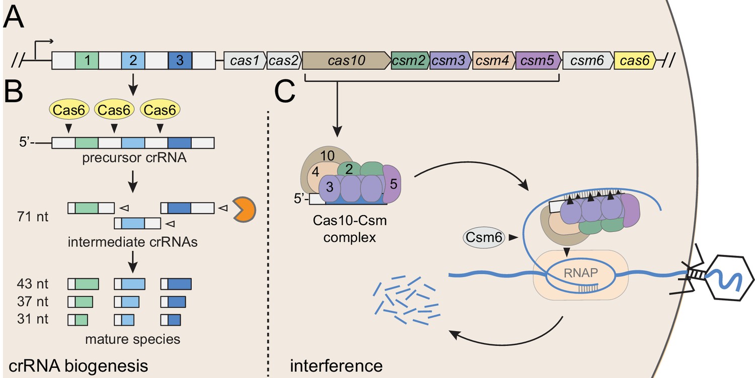 Figures And Data In A Type III-A CRISPR-Cas System Employs Degradosome ...