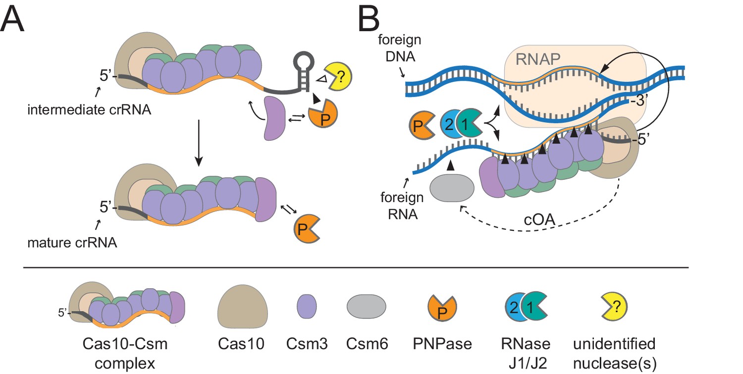 Figures And Data In A Type III A CRISPR Cas System Employs Degradosome