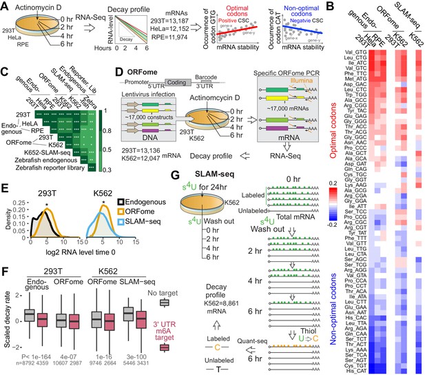 Figures And Data In Translation Affects MRNA Stability In A Codon ...