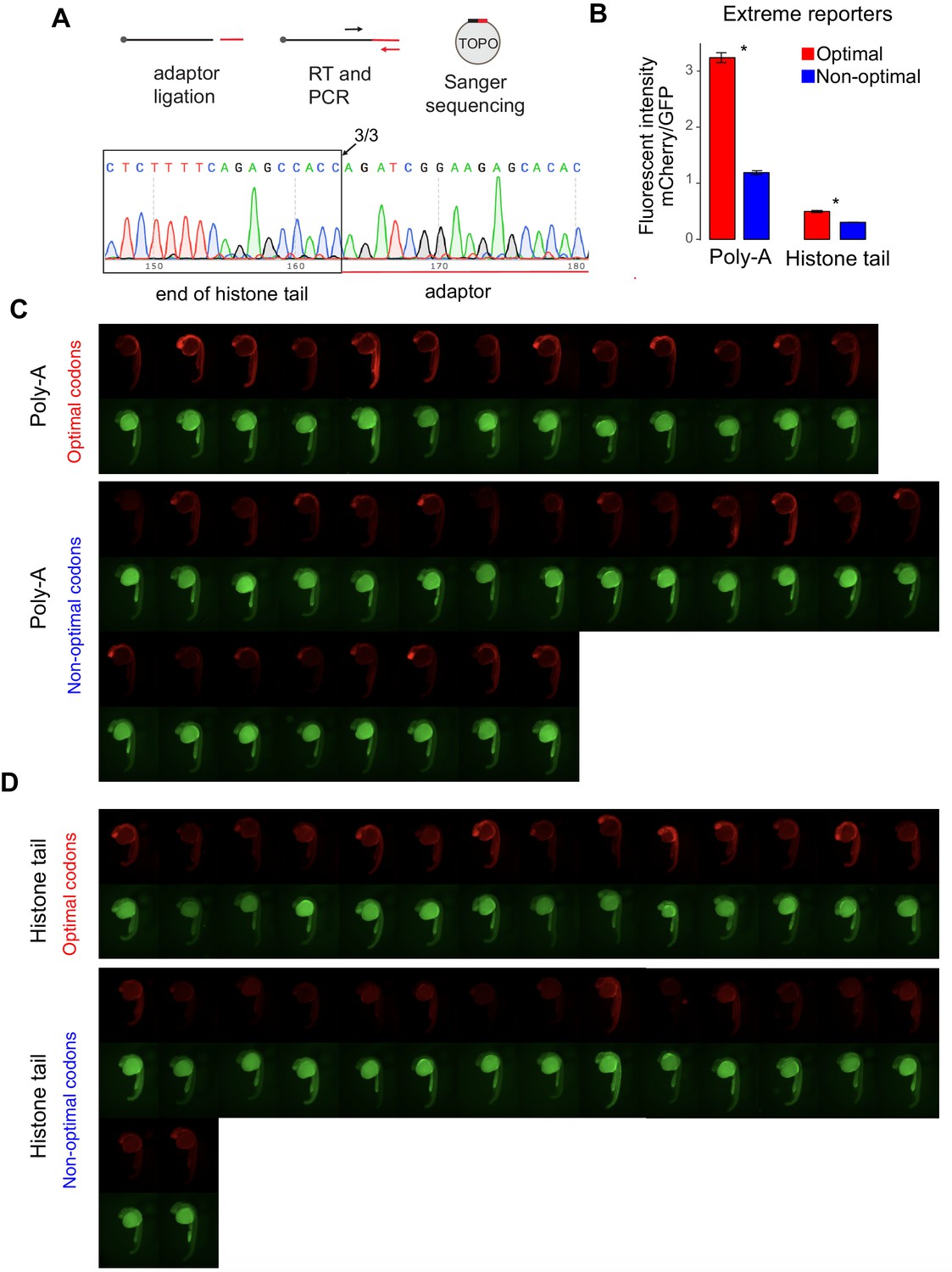 Figures and data in Translation affects mRNA stability in a codon ...