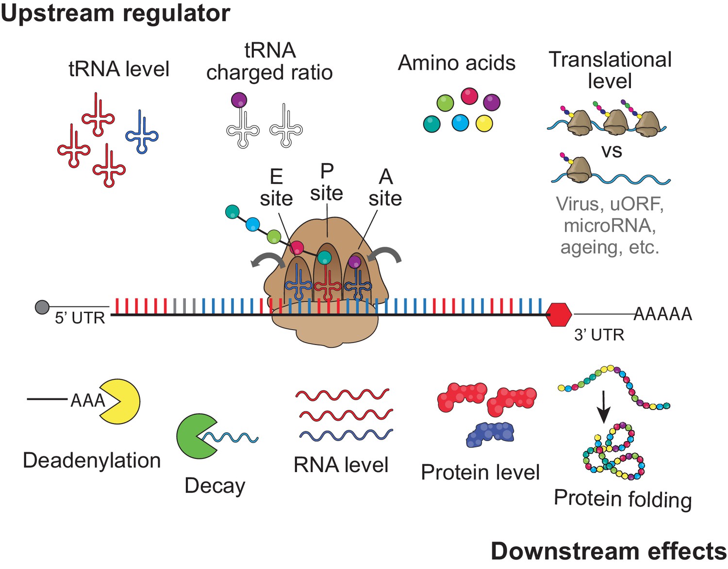 Молекулярная биология и генетика. Role of ribosome in Protein Folding. Метод CGH генетика. Protein Decay.