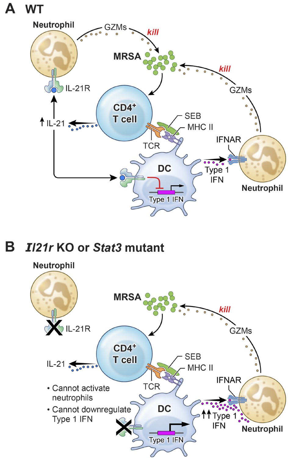 Il 21 Type I Interferon Interplay Regulates Neutrophil Dependent Innate