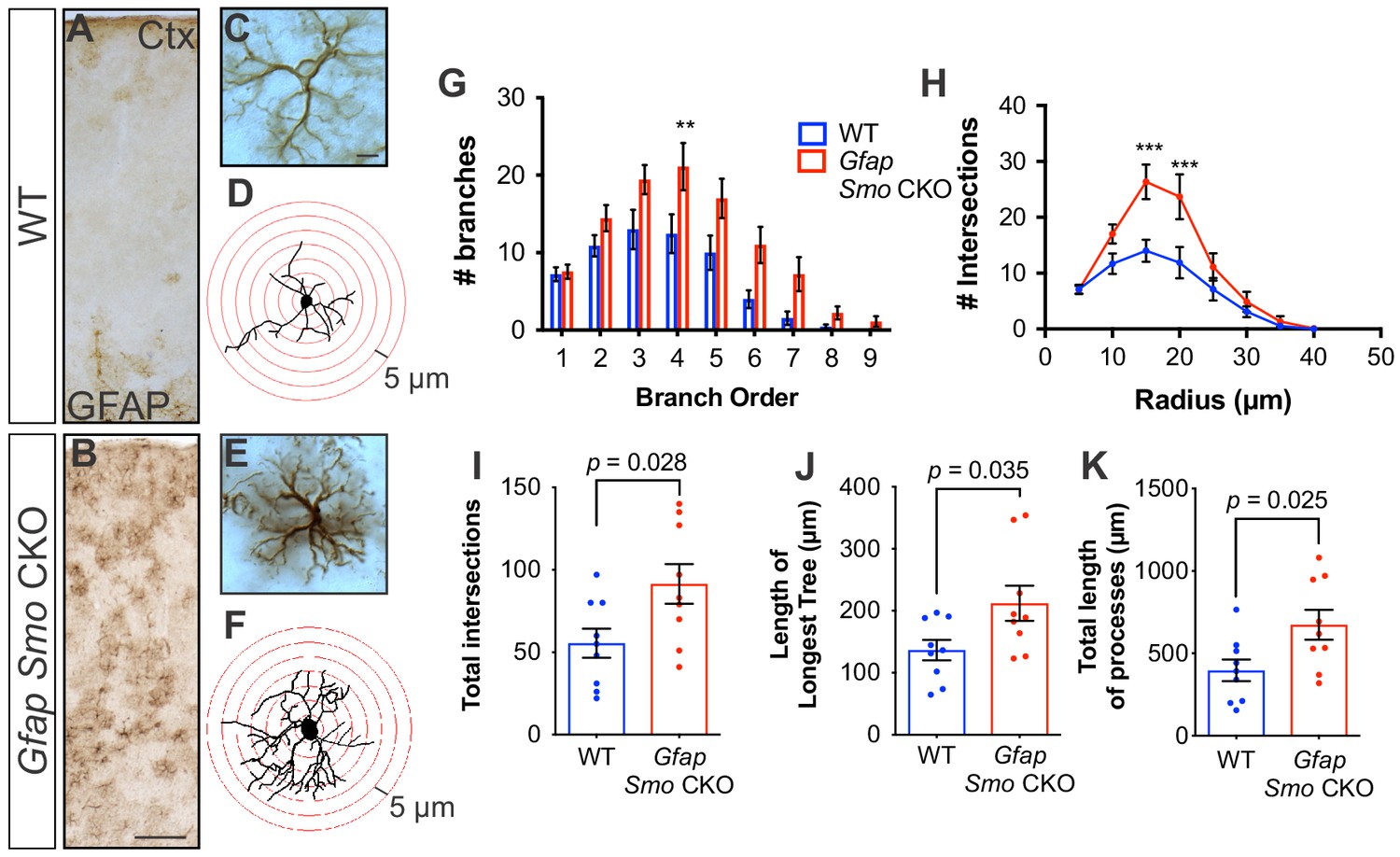 Sonic Hedgehog and Astrocytes » the nerve blog, Blog Archive