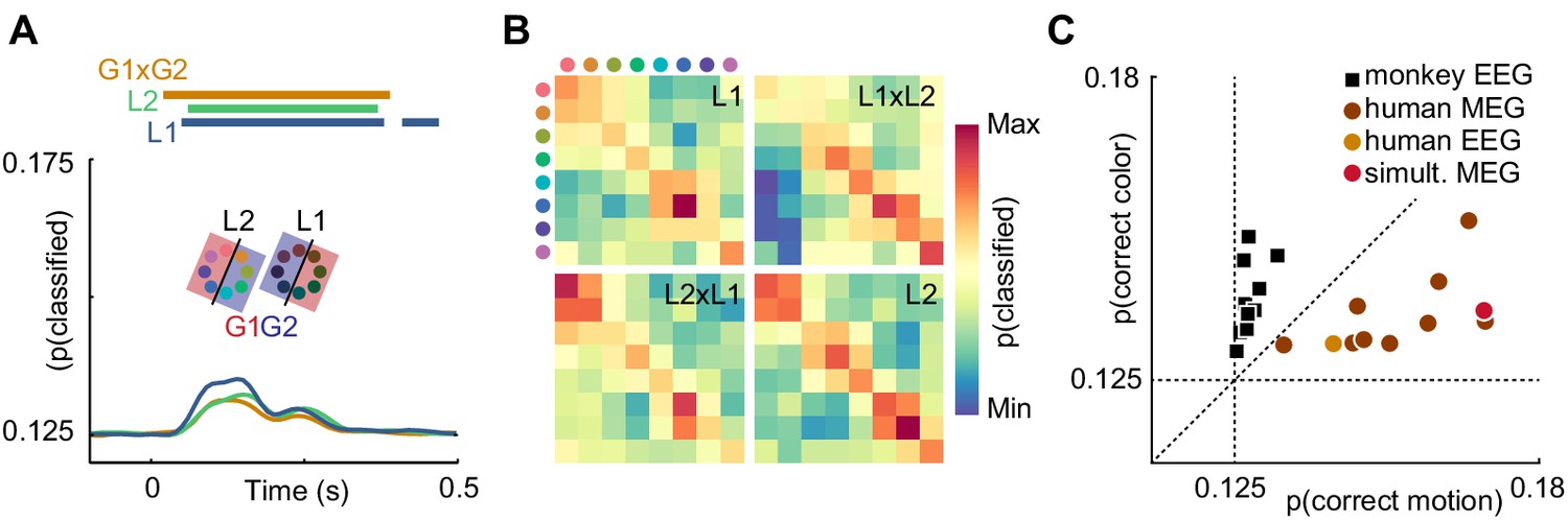 Monkey EEG links neuronal color and motion information across species ...