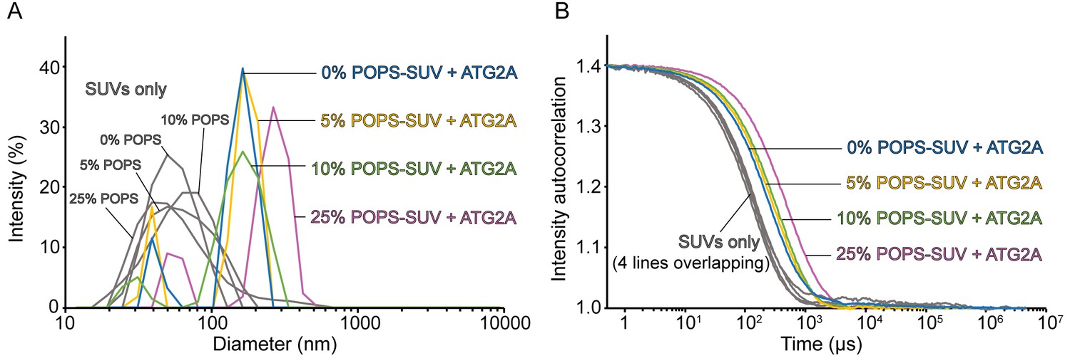 Figures and data in The membrane tether ATG2A transfers lipids between | eLife