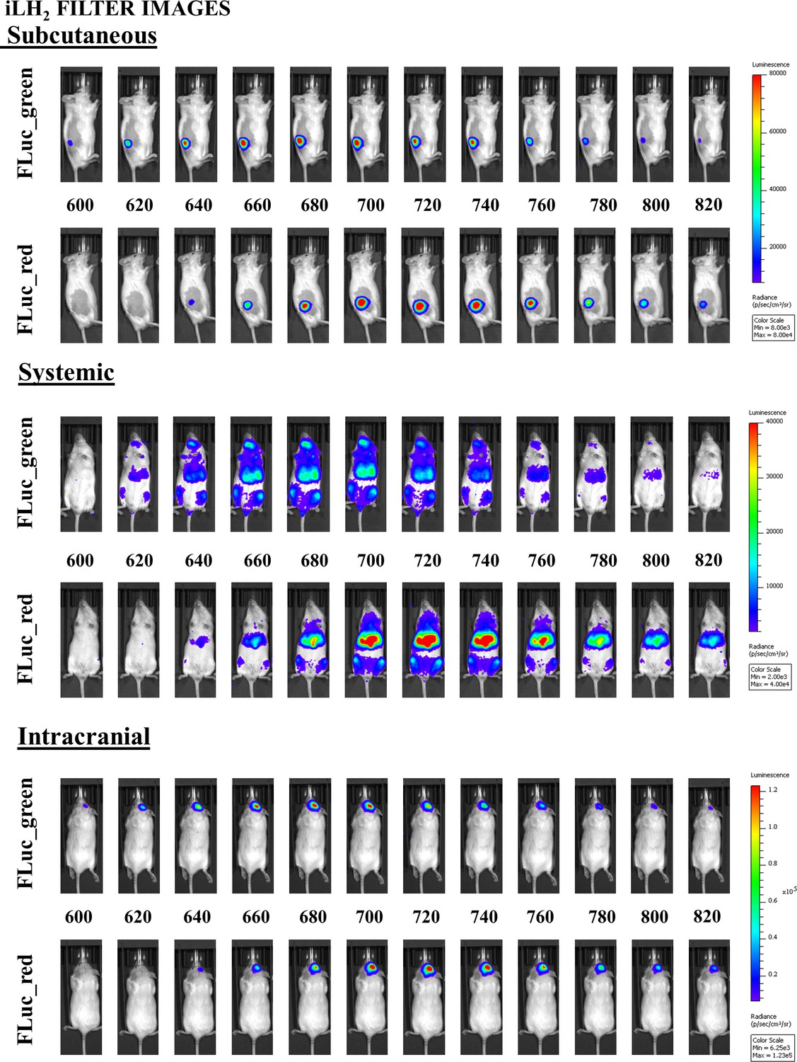 Figures And Data In Near Infrared Dual Bioluminescence Imaging In Mouse Models Of Cancer Using