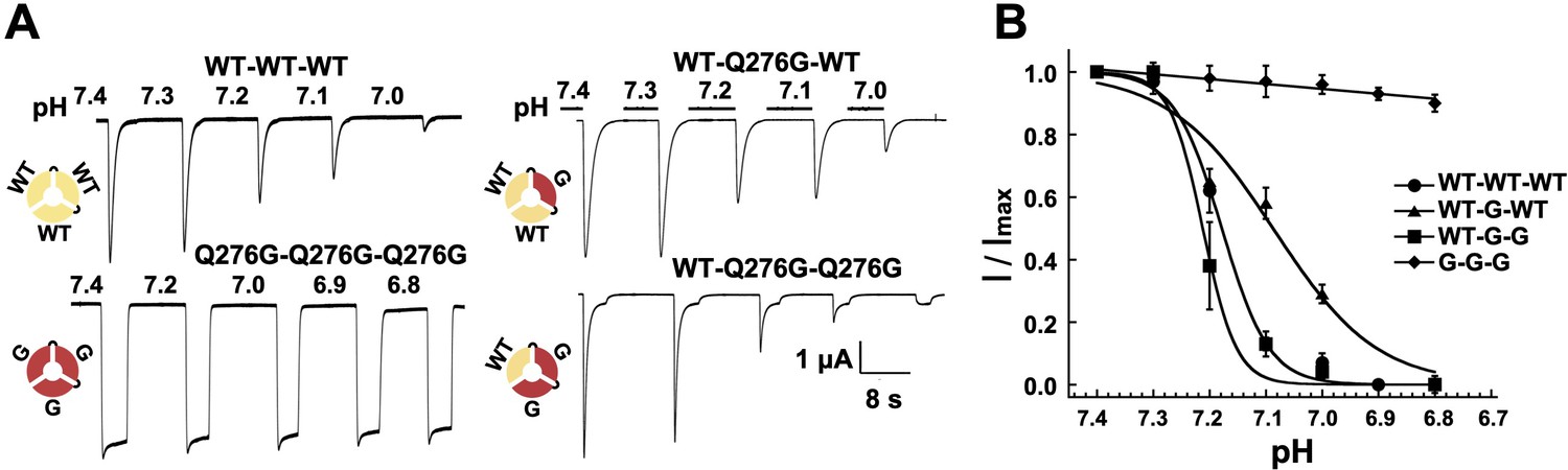 Figures and data in A valve-like mechanism controls desensitization of ...