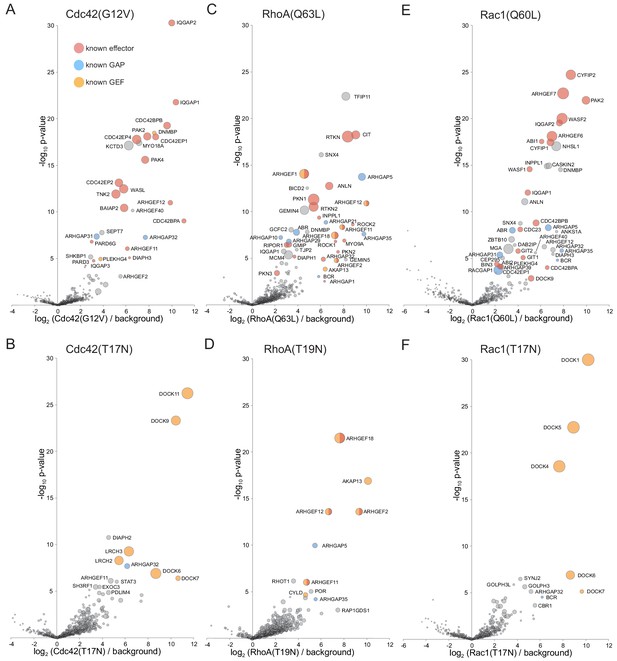 Figures and data in In vivo identification of GTPase interactors by ...