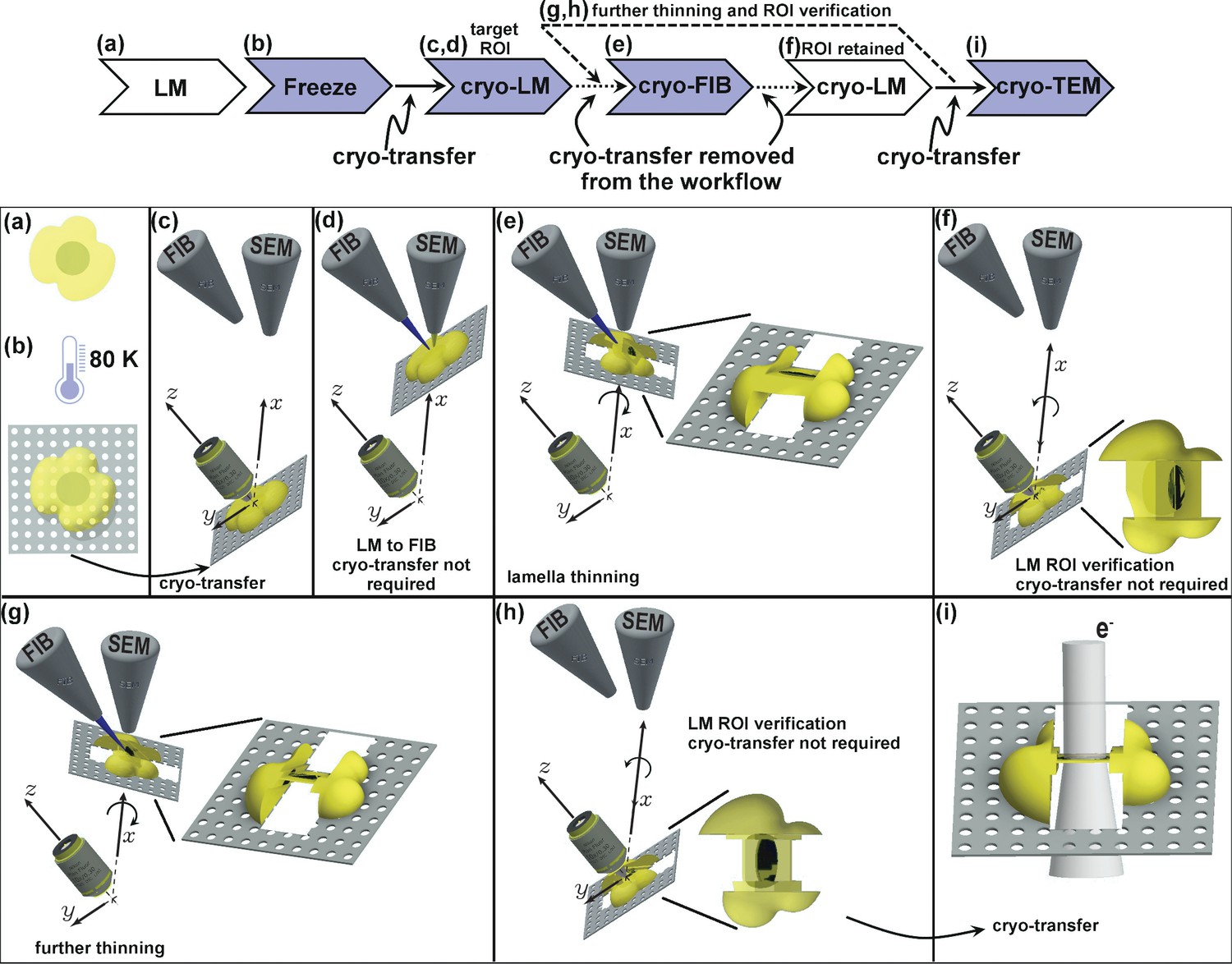 Figures And Data In PIE-scope, Integrated Cryo-correlative Light And ...