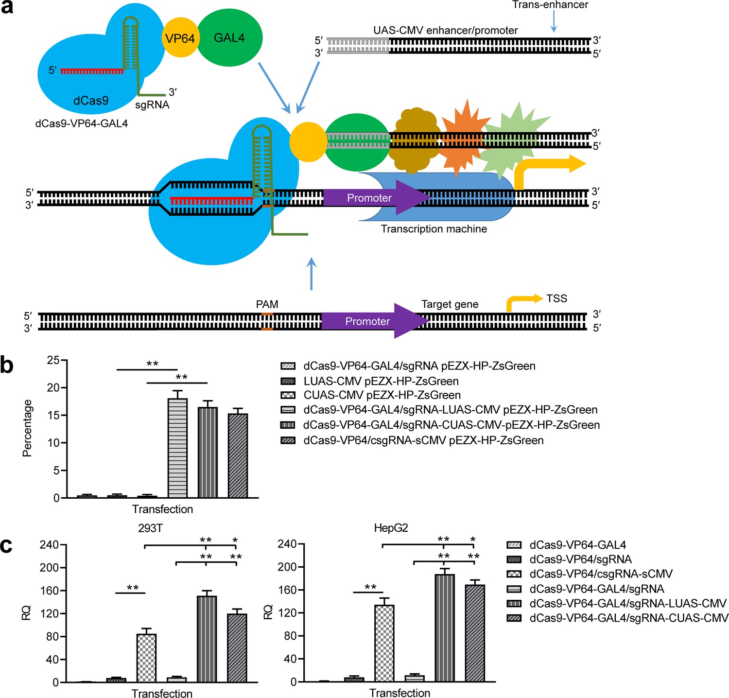 Gene Activation By A CRISPR-assisted Trans Enhancer | ELife