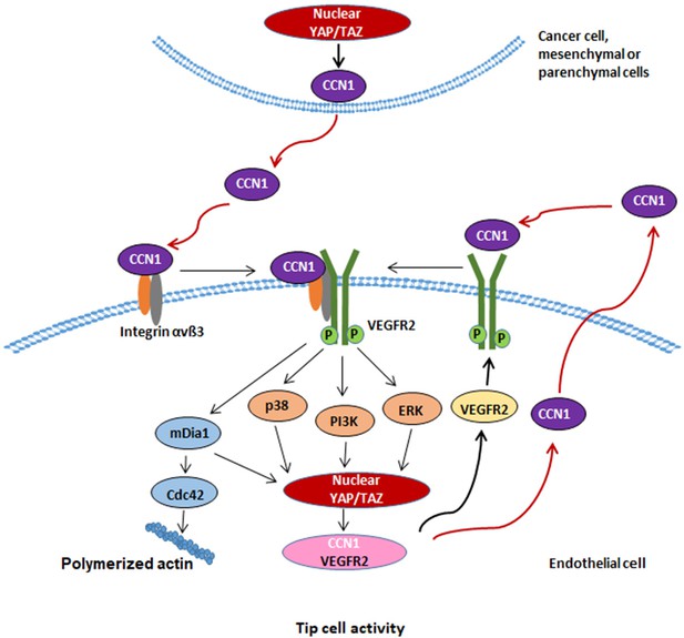 Ccn1 Interlinks Integrin And Hippo Pathway To Autoregulate Tip Cell 