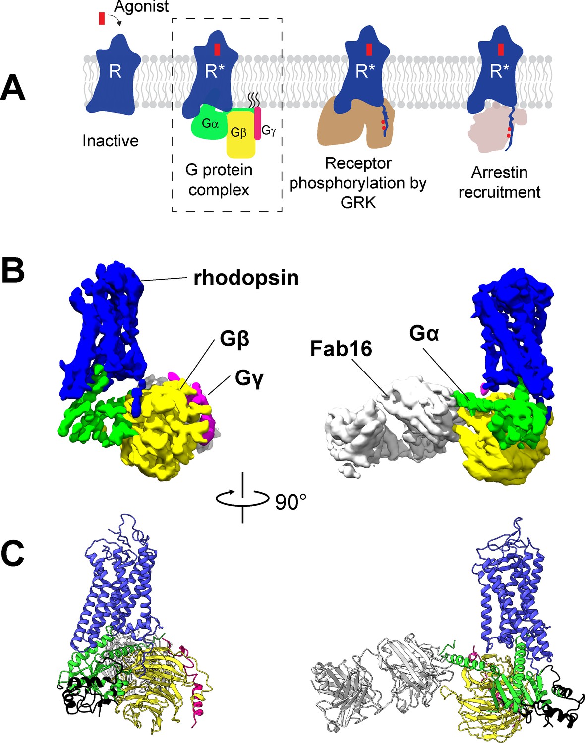 Cryo Em Structure Of The Rhodopsin Gai Bg Complex Reveals Binding Of The Rhodopsin C Terminal Tail To The Gb Subunit Elife