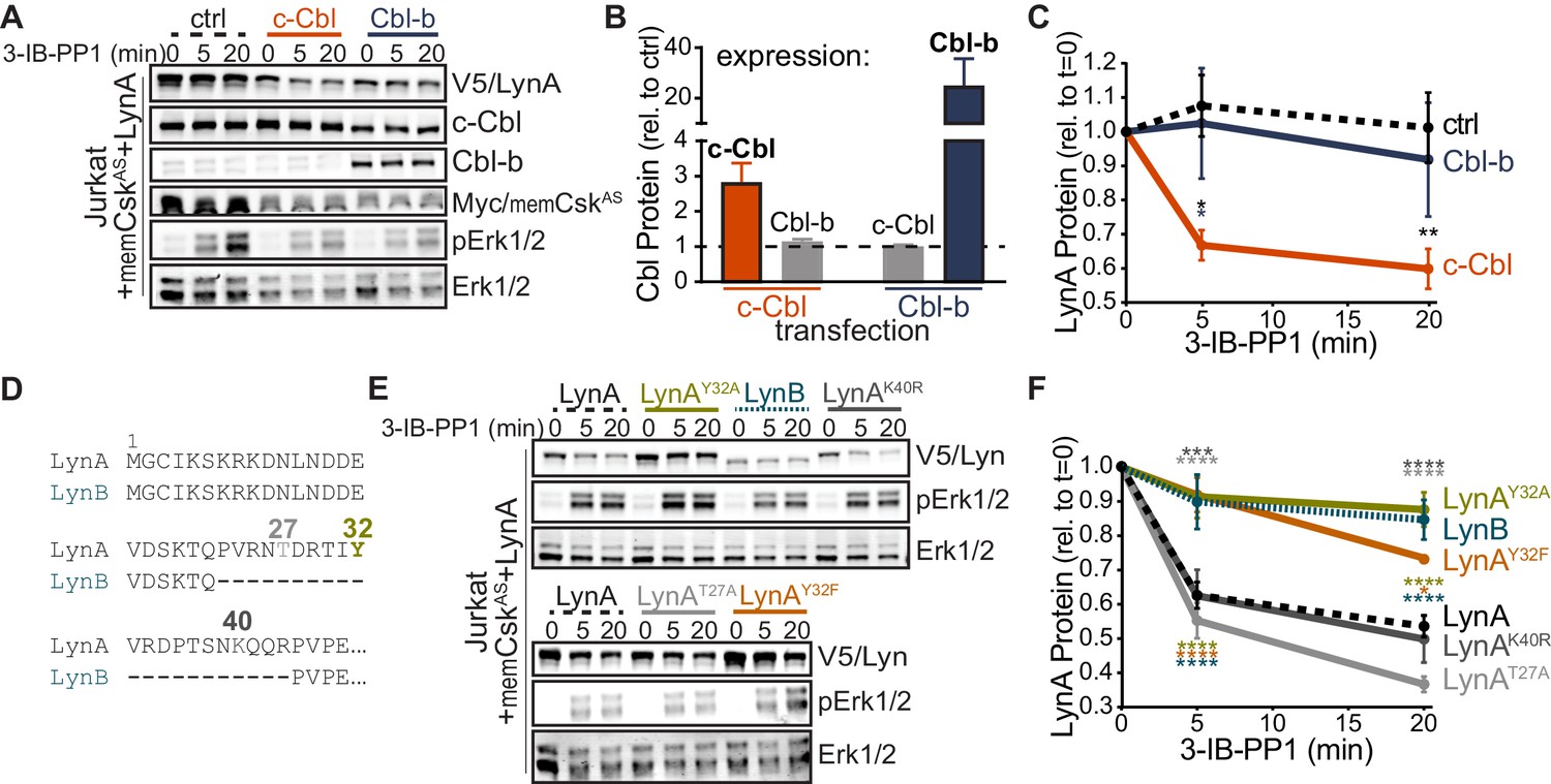 Unique-region phosphorylation targets LynA for rapid degradation ...