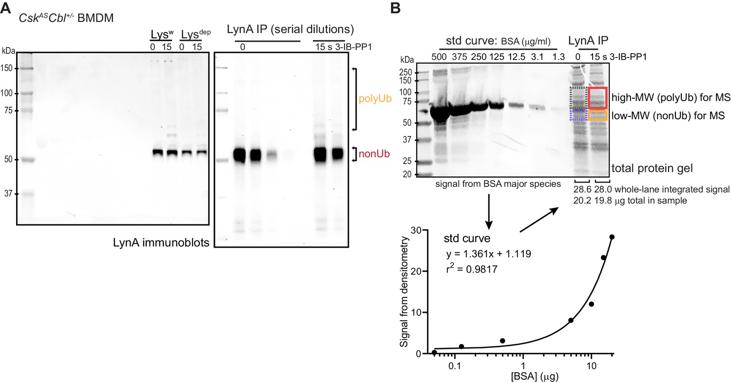 Figures And Data In Unique-region Phosphorylation Targets Lyna For 