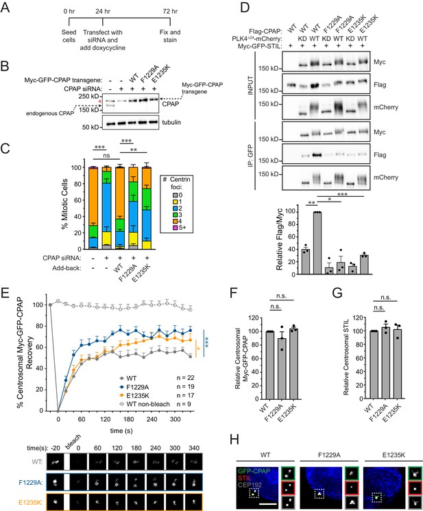 Figures and data in PLK4 promotes centriole duplication by ...