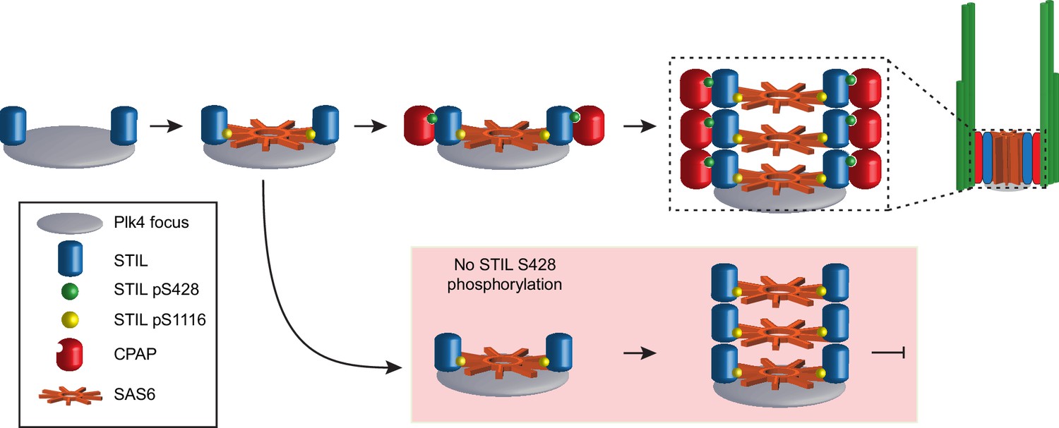 PLK4 promotes centriole duplication by phosphorylating STIL