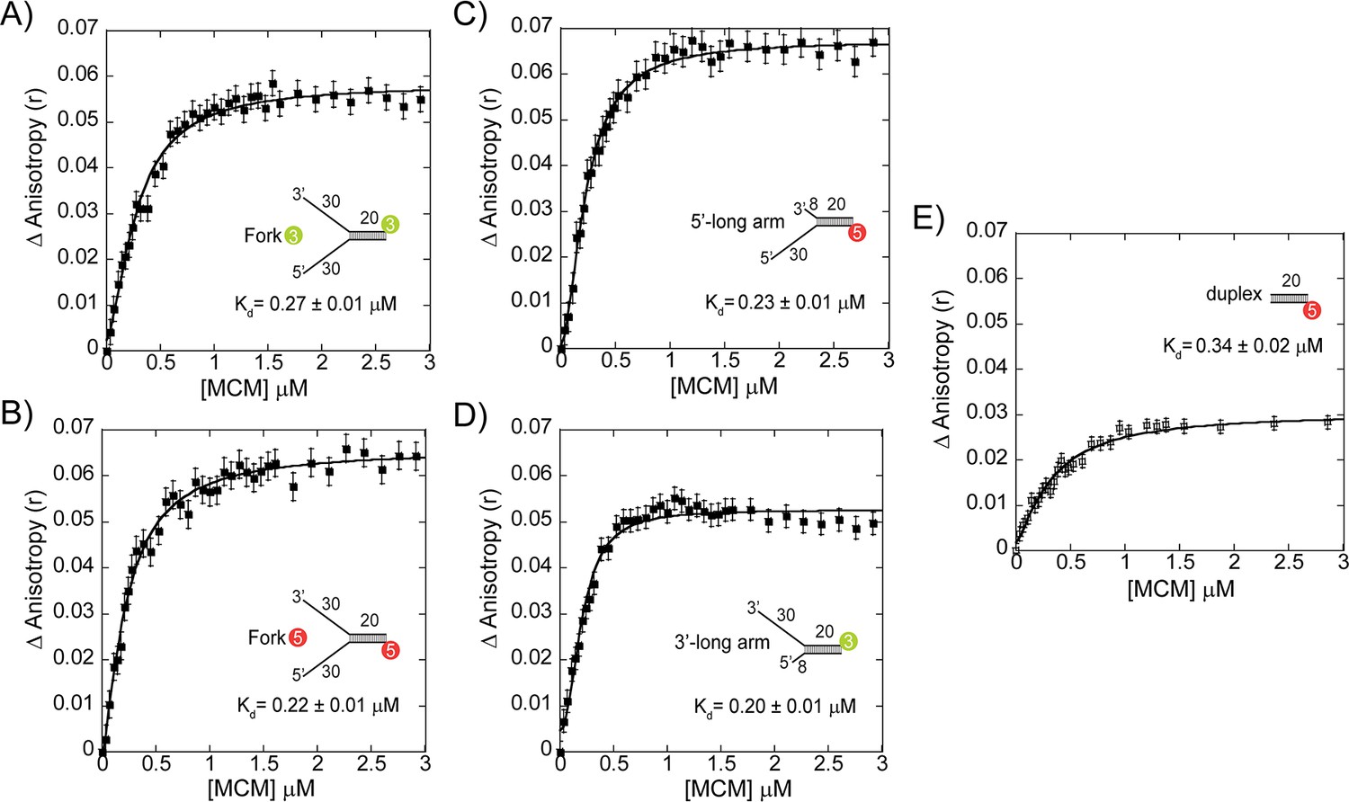 Figures and data in Amidst multiple binding orientations on fork DNA ...