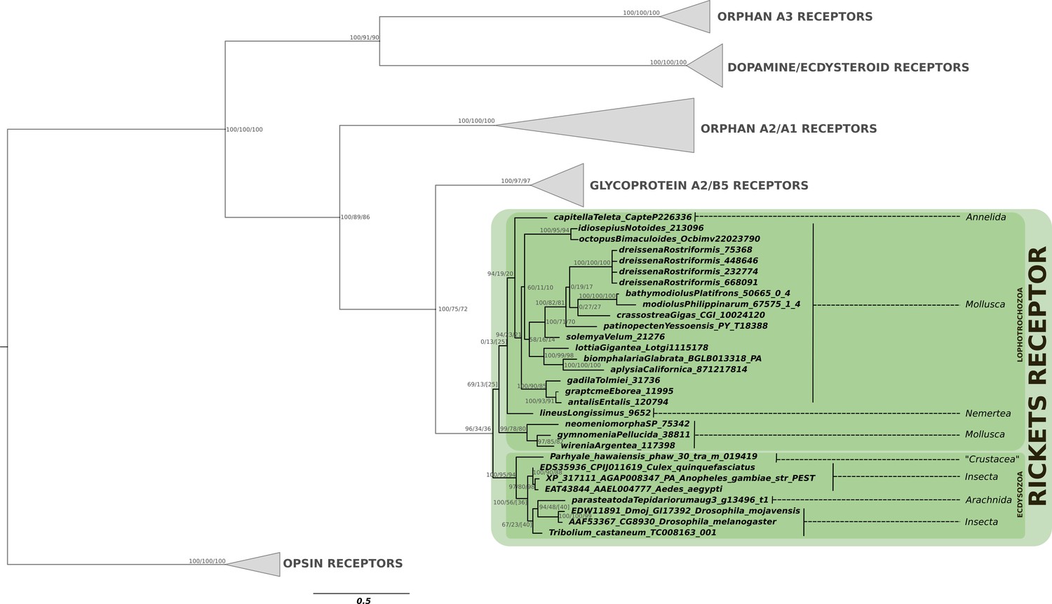 Ancient origins of arthropod moulting pathway components | eLife Ancient origins of arthropod moulting pathway components | eLife
