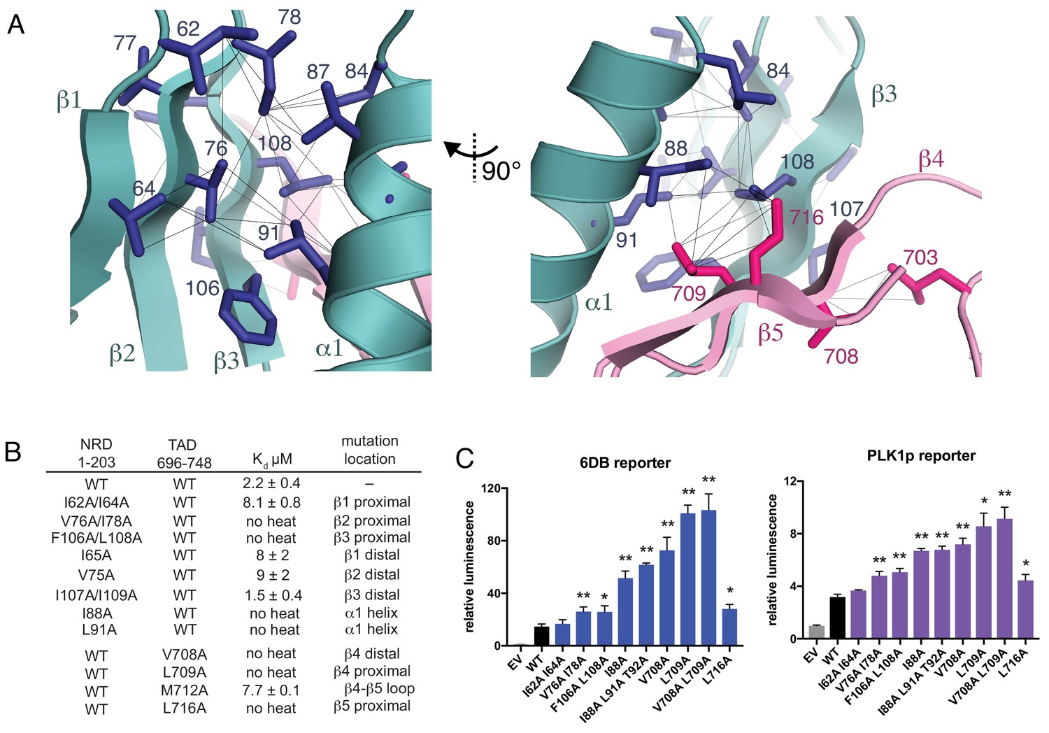 An Order-to-disorder Structural Switch Activates The FoxM1 ...