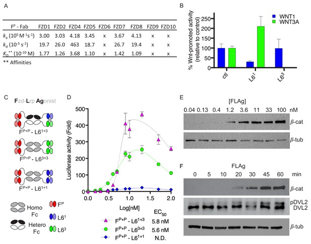 Tailored Tetravalent Antibodies Potently And Specifically Activate Wnt ...