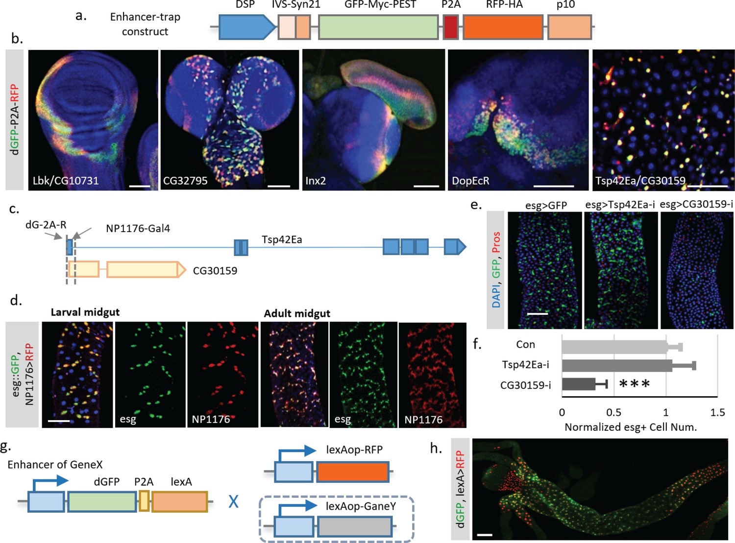 In vivo study of gene expression with an enhanced dual-color ...