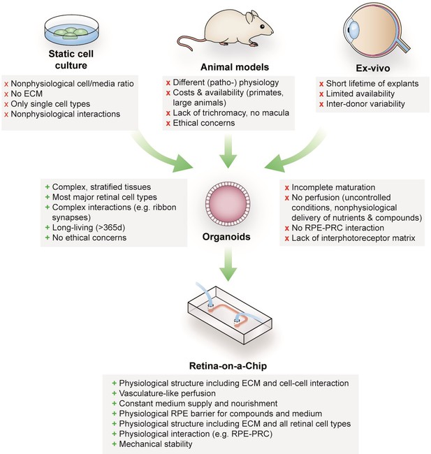 Figures And Data In Merging Organoid And Organ On A Chip Technology To Generate Complex Multi