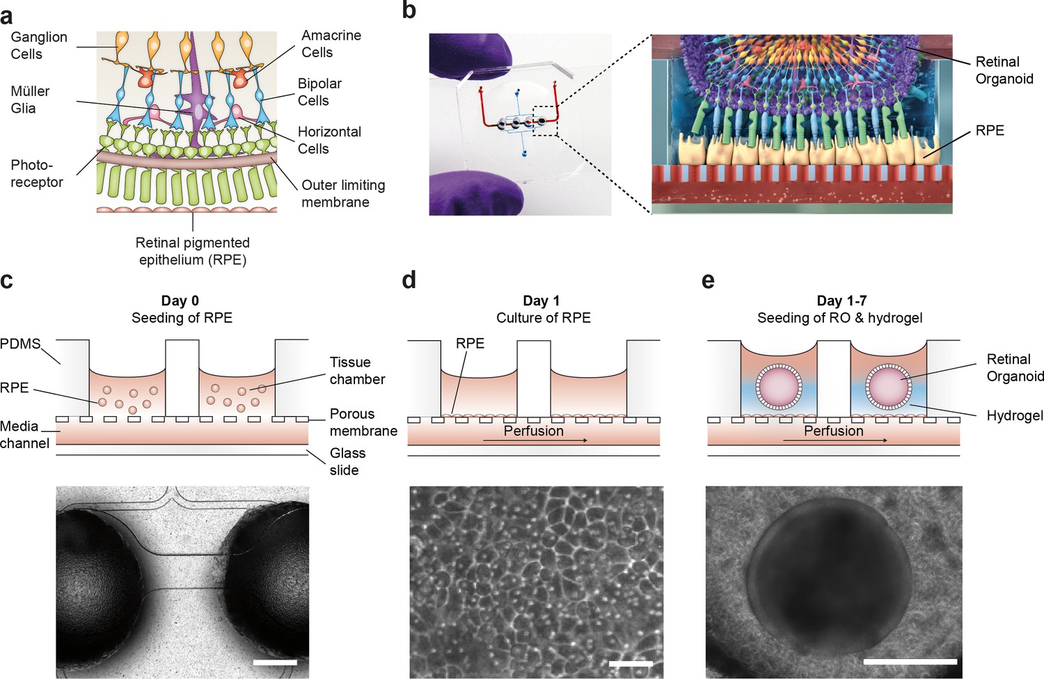 Figures And Data In Merging Organoid And Organ On A Chip Technology To