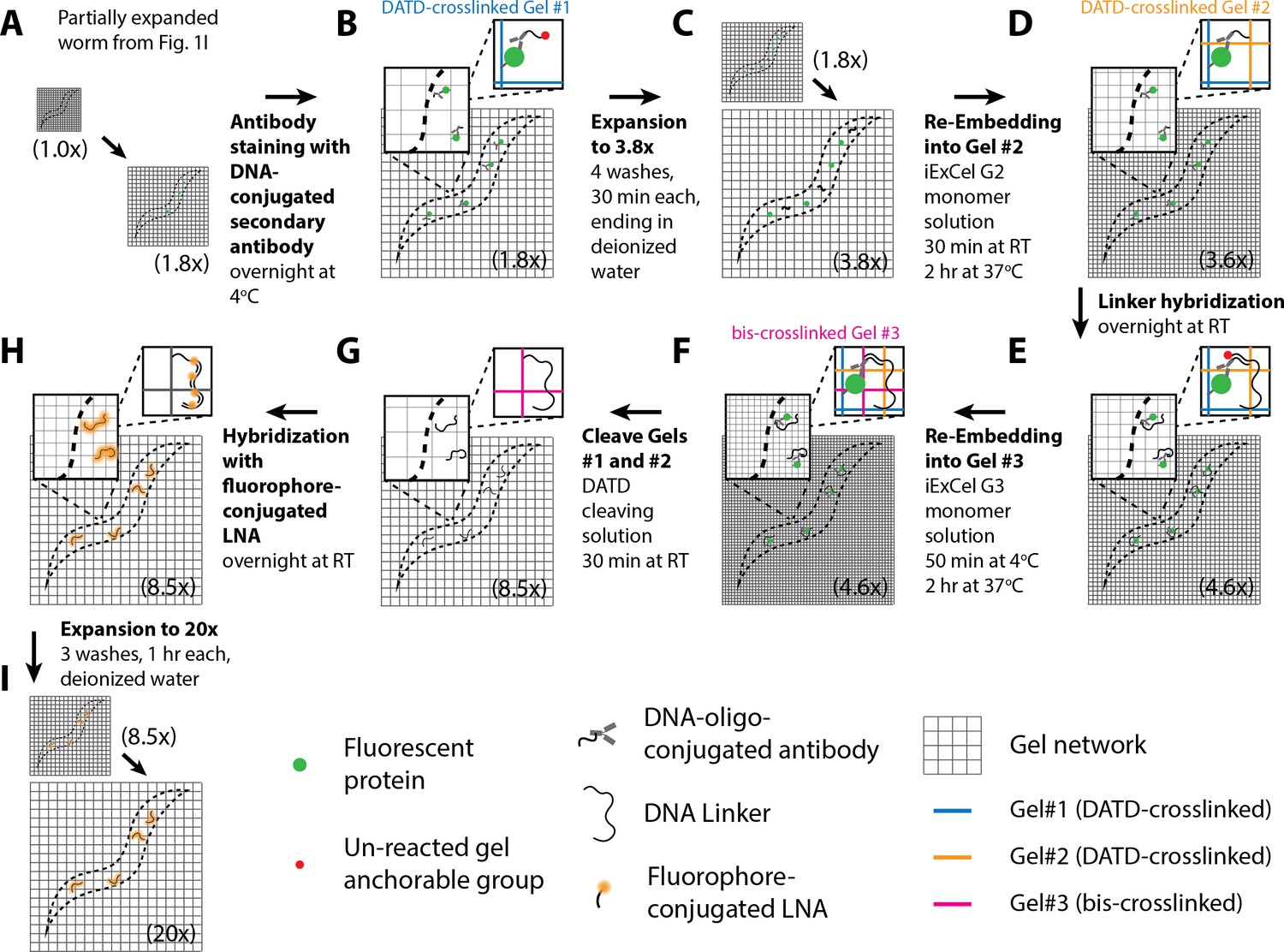 Figures And Data In Expansion Microscopy Of C Elegans Elife