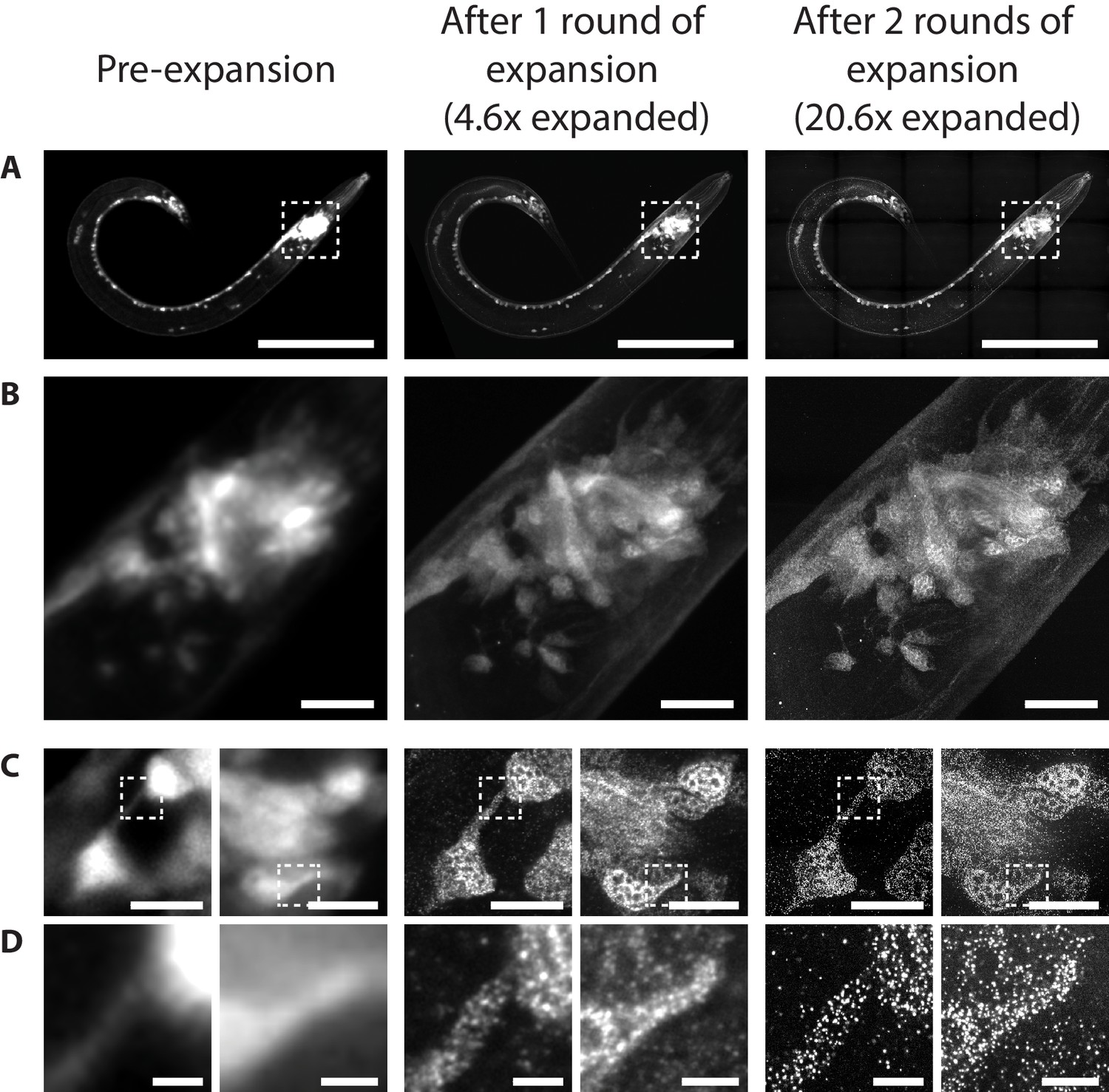 Expansion Microscopy Of C Elegans Elife