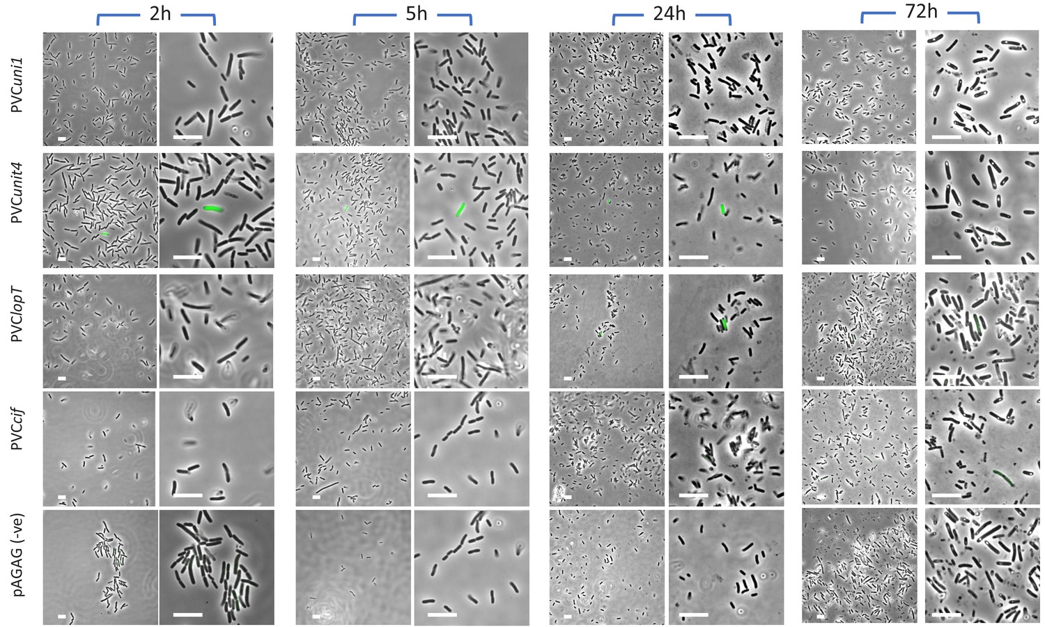 Figures And Data In The Photorhabdus Asymbiotica Virulence Cassettes ...