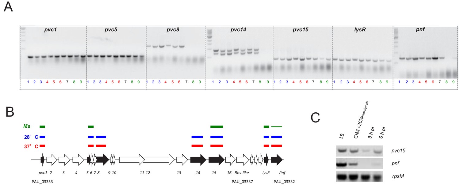 The Photorhabdus Asymbiotica Virulence Cassettes Deliver Protein ...