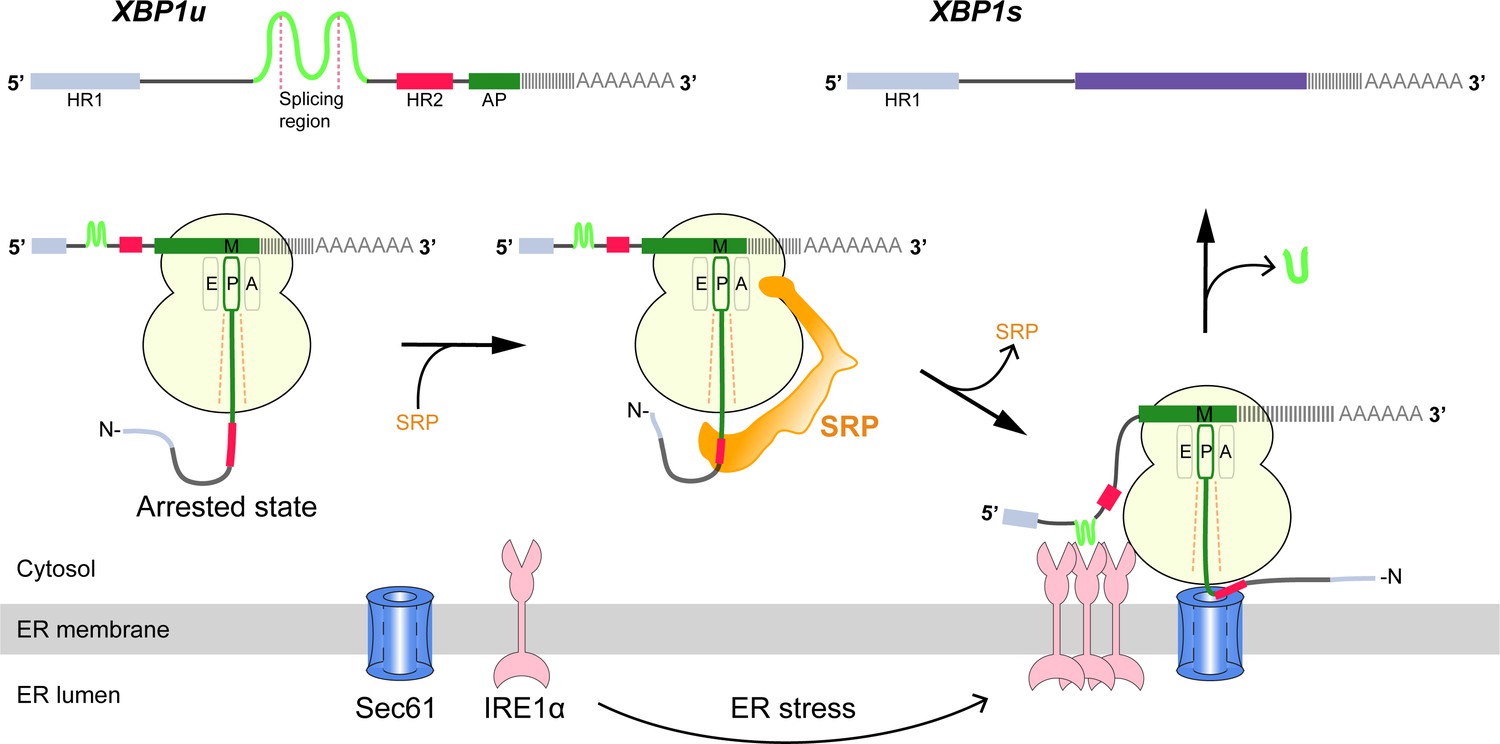 Figures And Data In Structural And Mutational Analysis Of The Ribosome ...