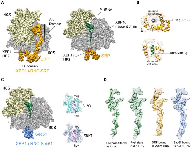 Figures and data in Structural and mutational analysis of the ribosome ...