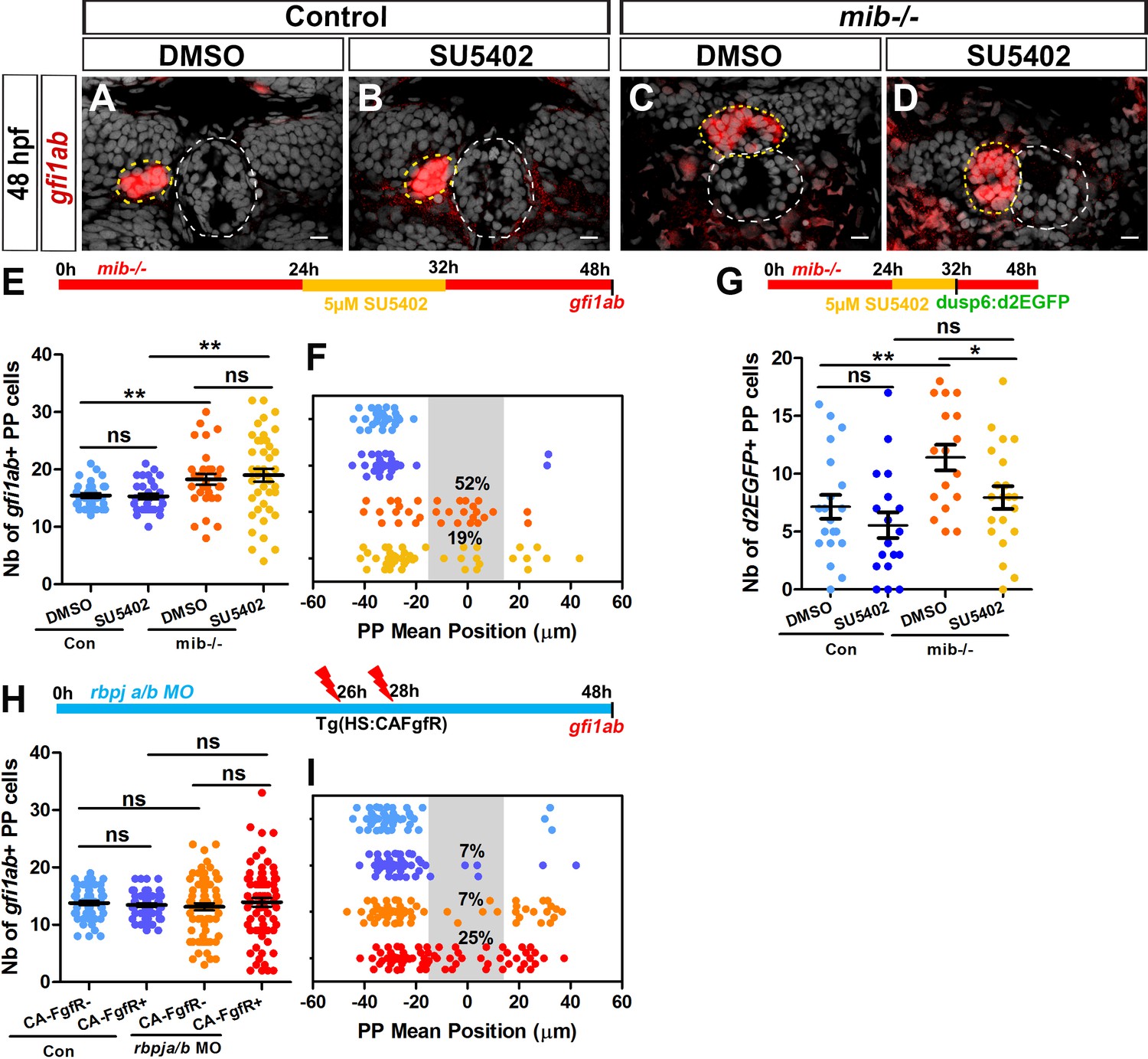 Figures and data in Notch signaling restricts FGF pathway activation in ...