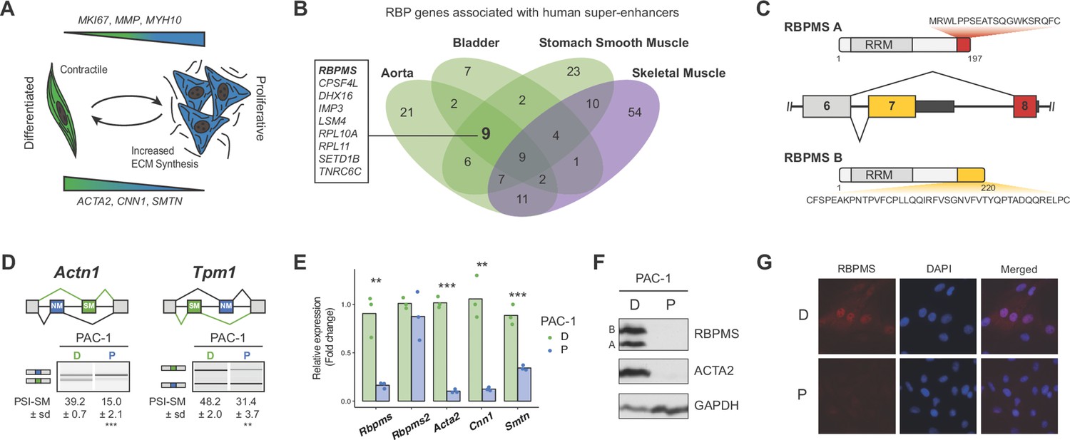 Identification of RBPMS as a mammalian smooth muscle master 