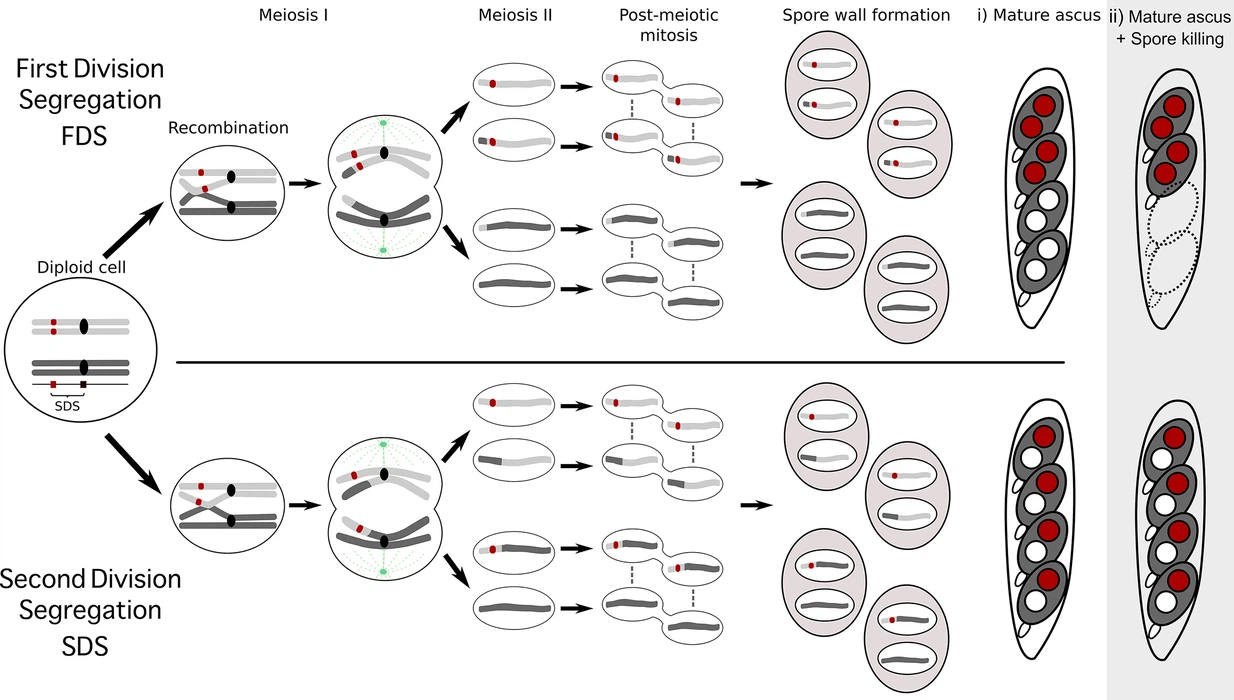 Combinations of Spok genes create multiple meiotic drivers in Podospora