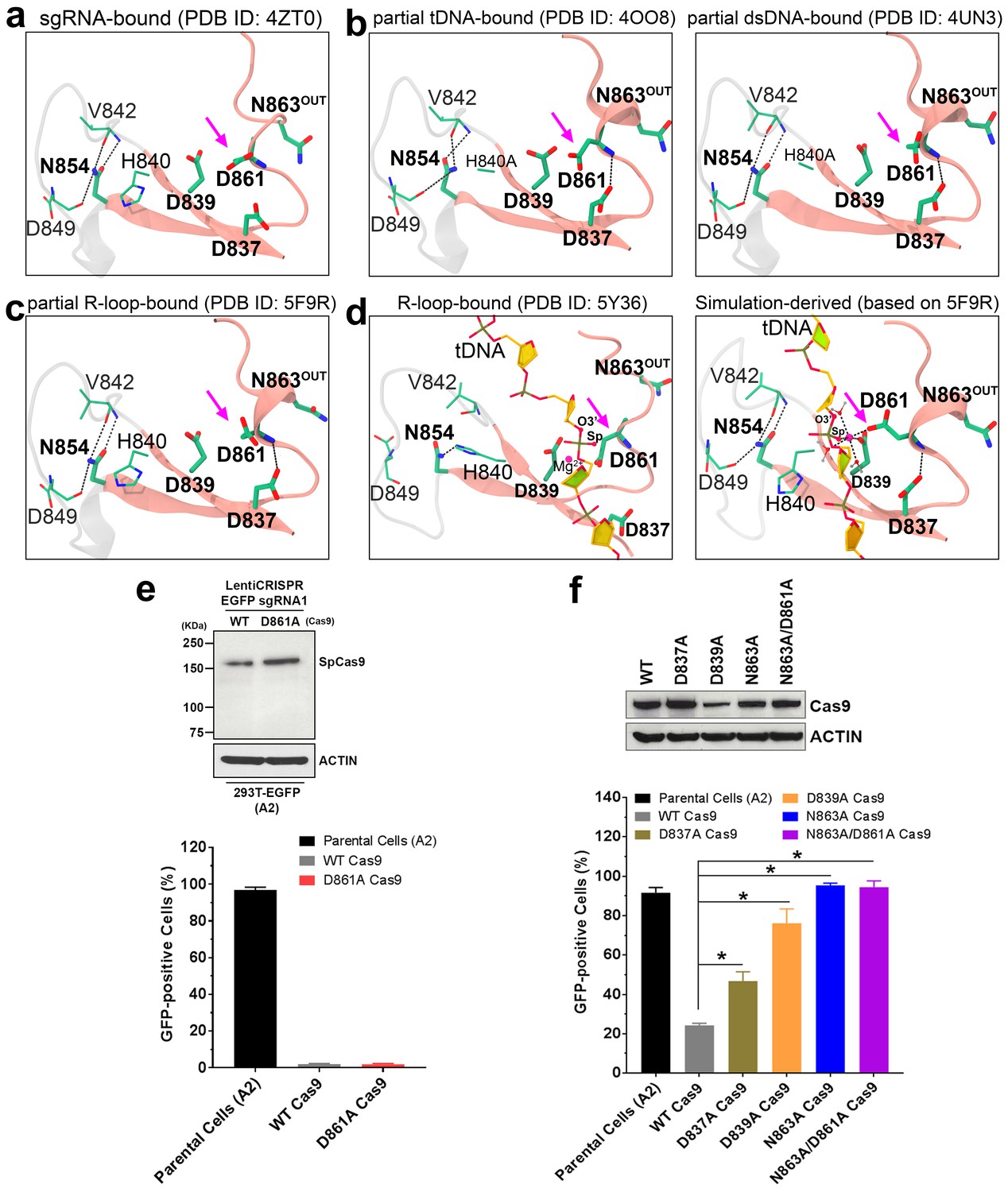 Structural And Functional Insights Into The Bona Fide Catalytic State ...