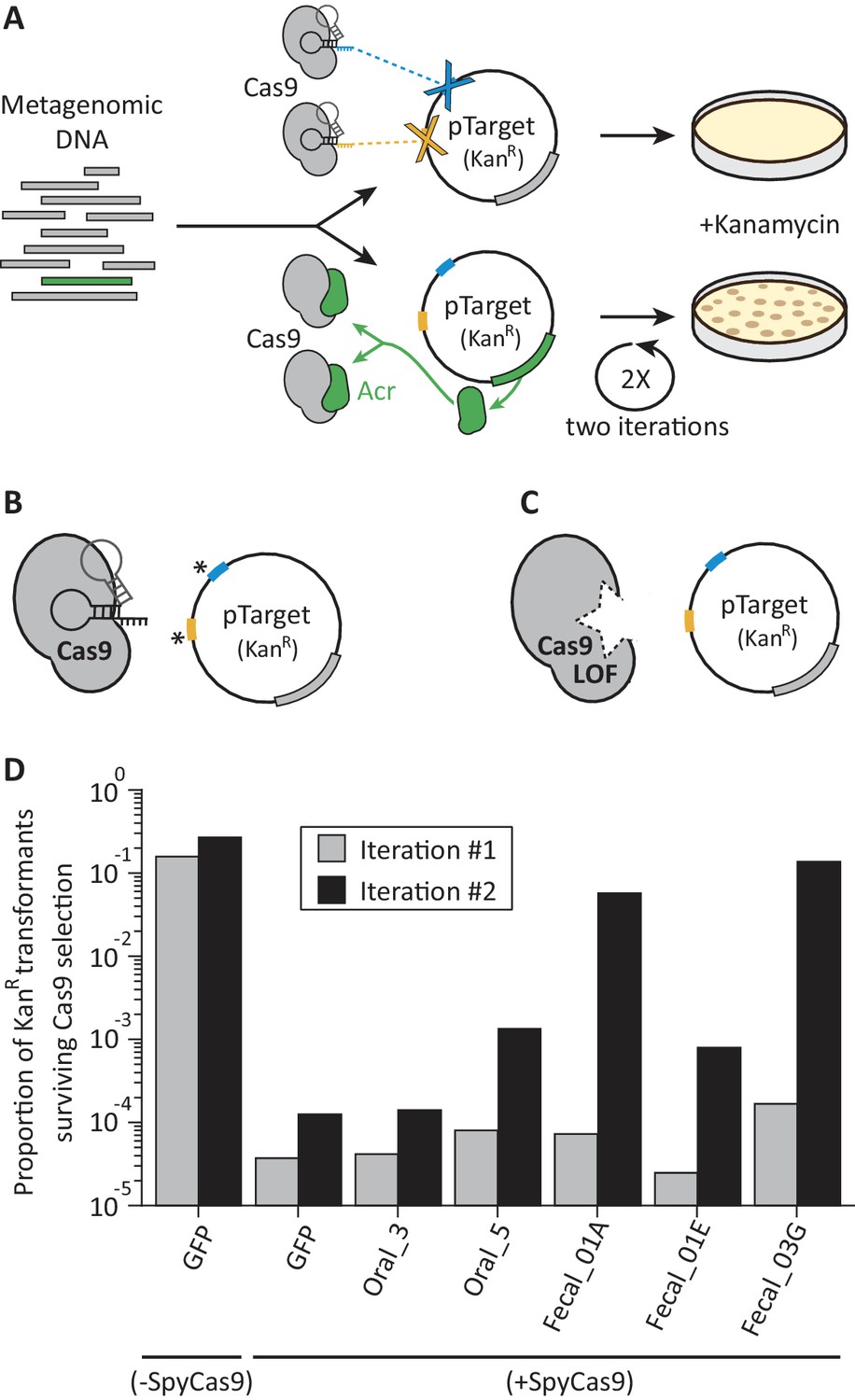 Functional Metagenomics Guided Discovery Of Potent Cas9 Inhibitors In