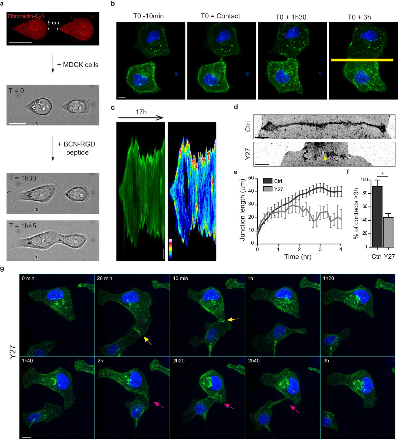 Myosin II isoforms play distinct roles in adherens junction