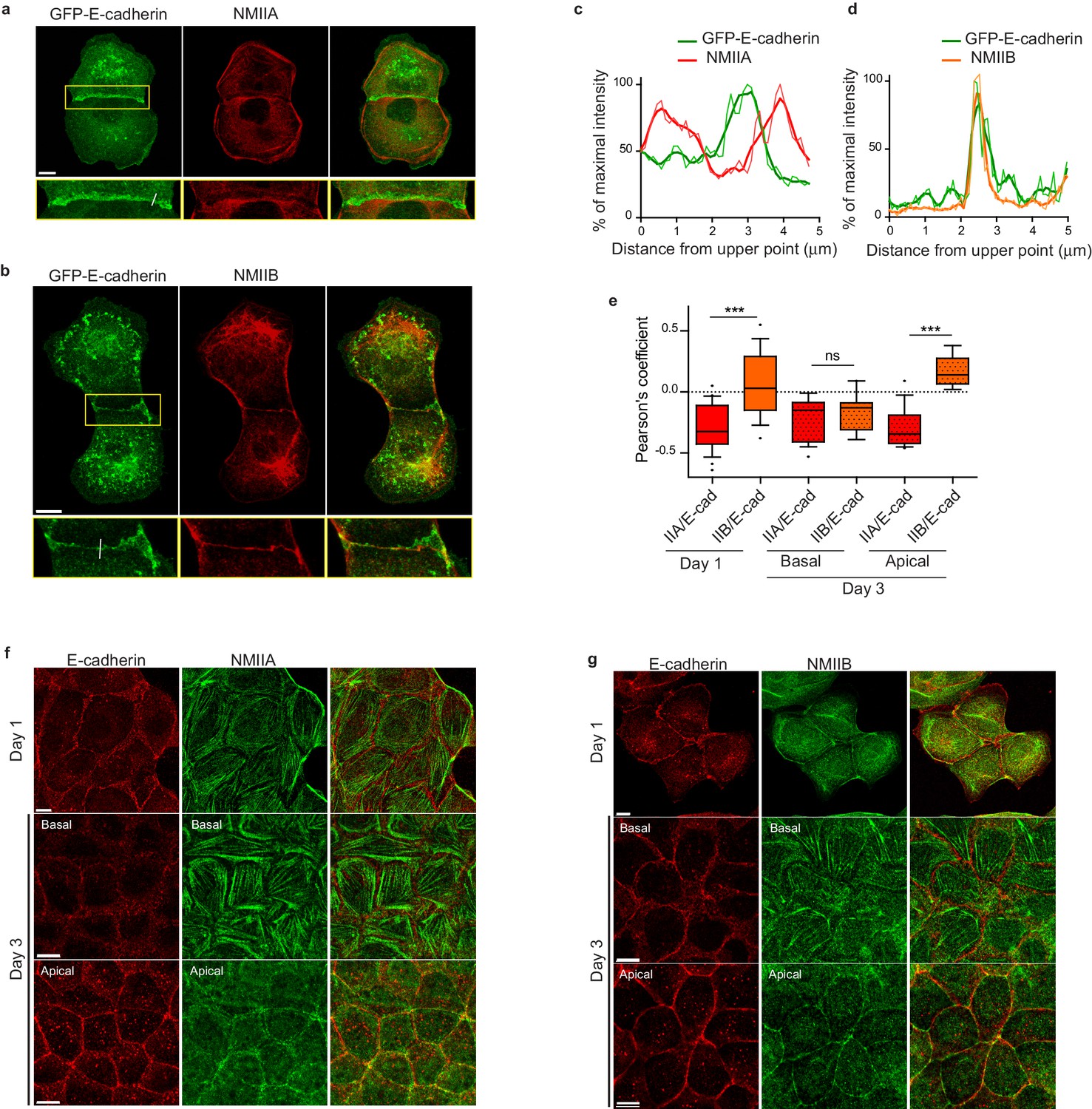 Myosin II isoforms play distinct roles in adherens junction