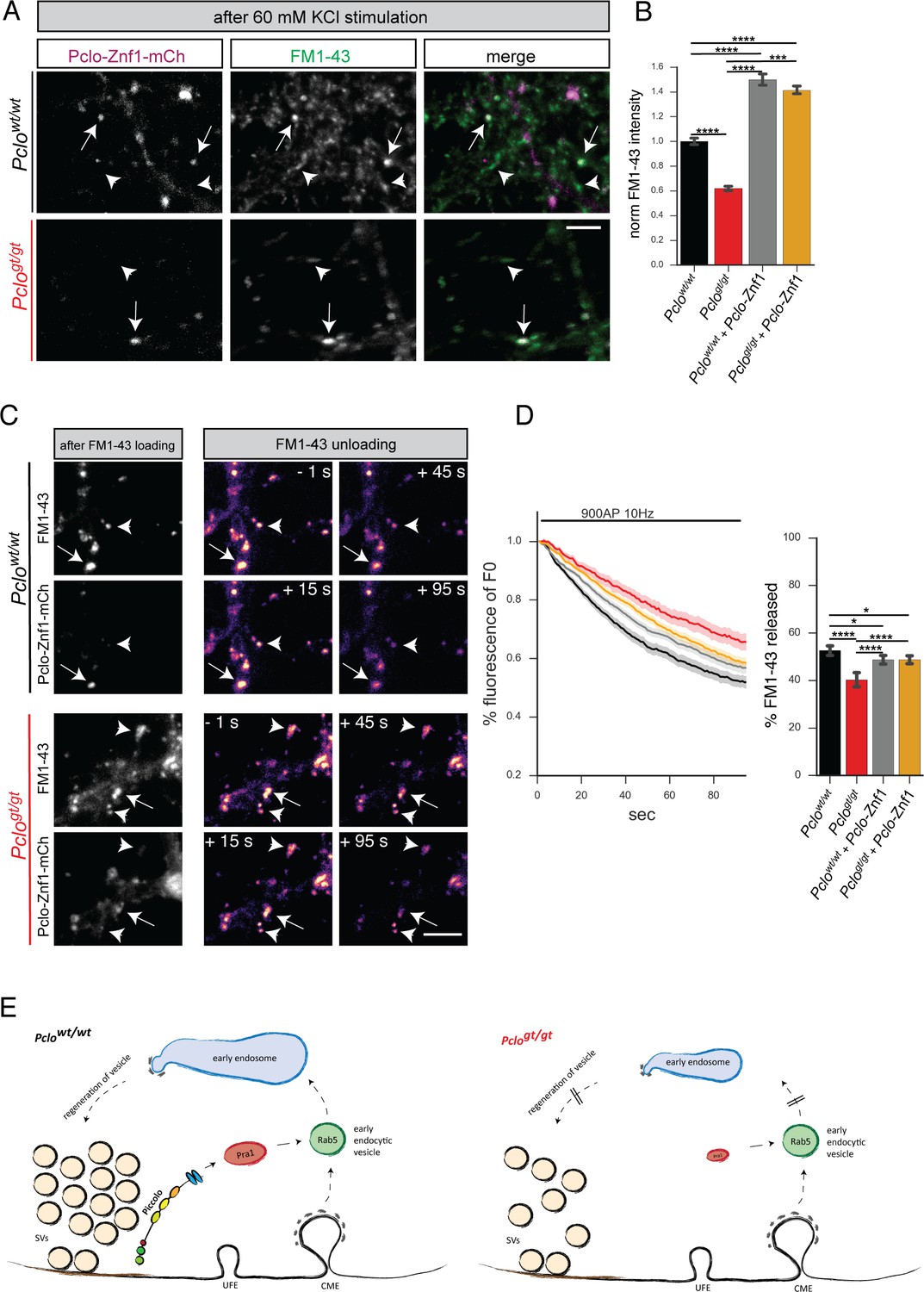 Critical role for Piccolo in synaptic vesicle retrieval | eLife